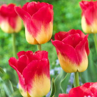 Match Tulip Seeds